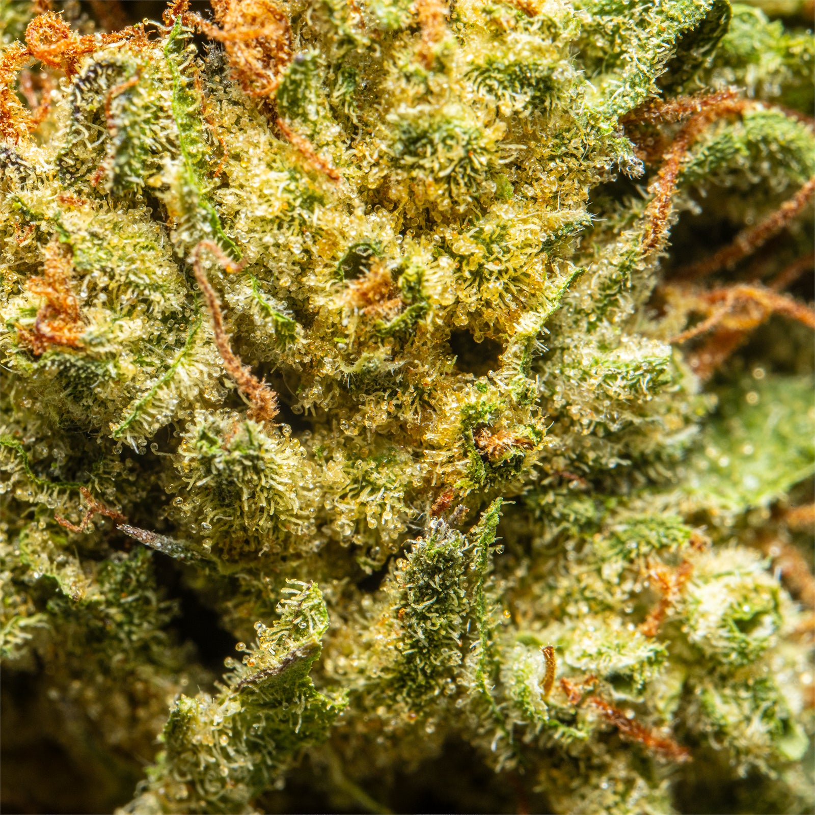 Palms-THCAFlower-BlueCherryGelato