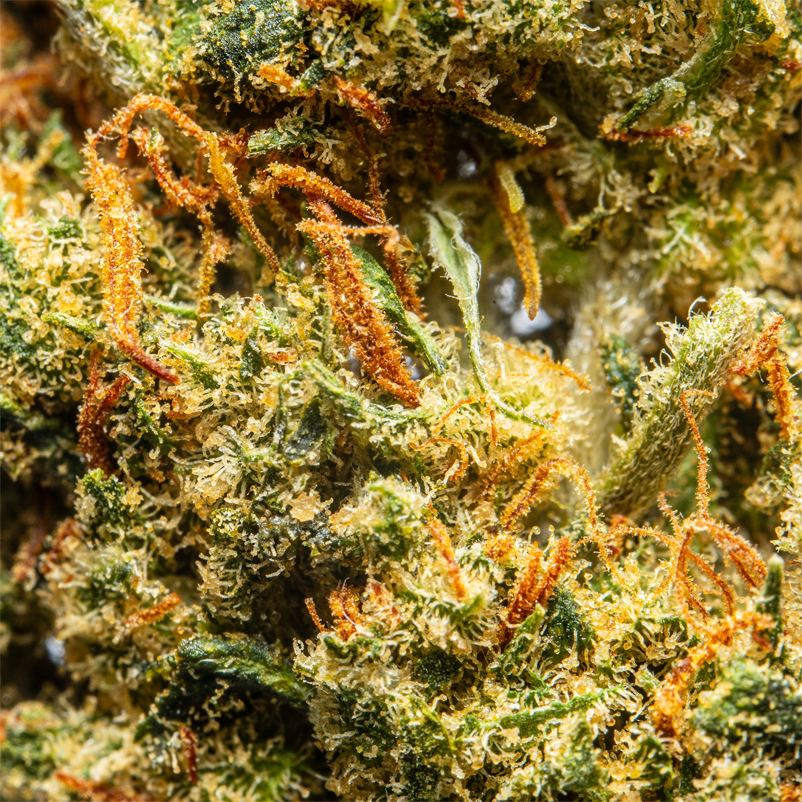 Palms-THCAFlower-HoodCandy