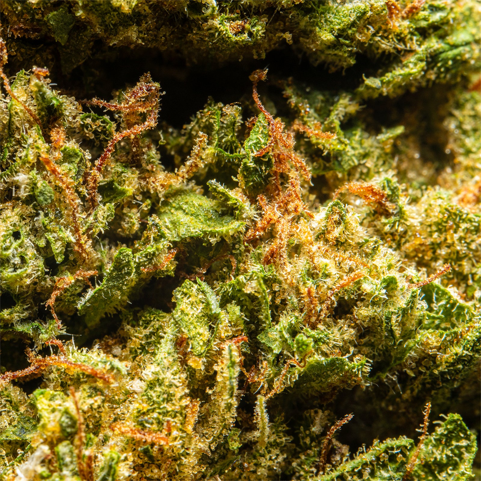 Palms-THCAFlower-WhiteCoconutPie
