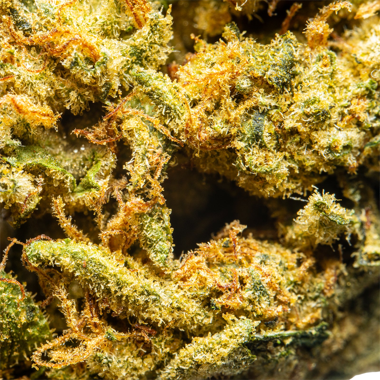 Palms-THCAFlower-Wonderbread
