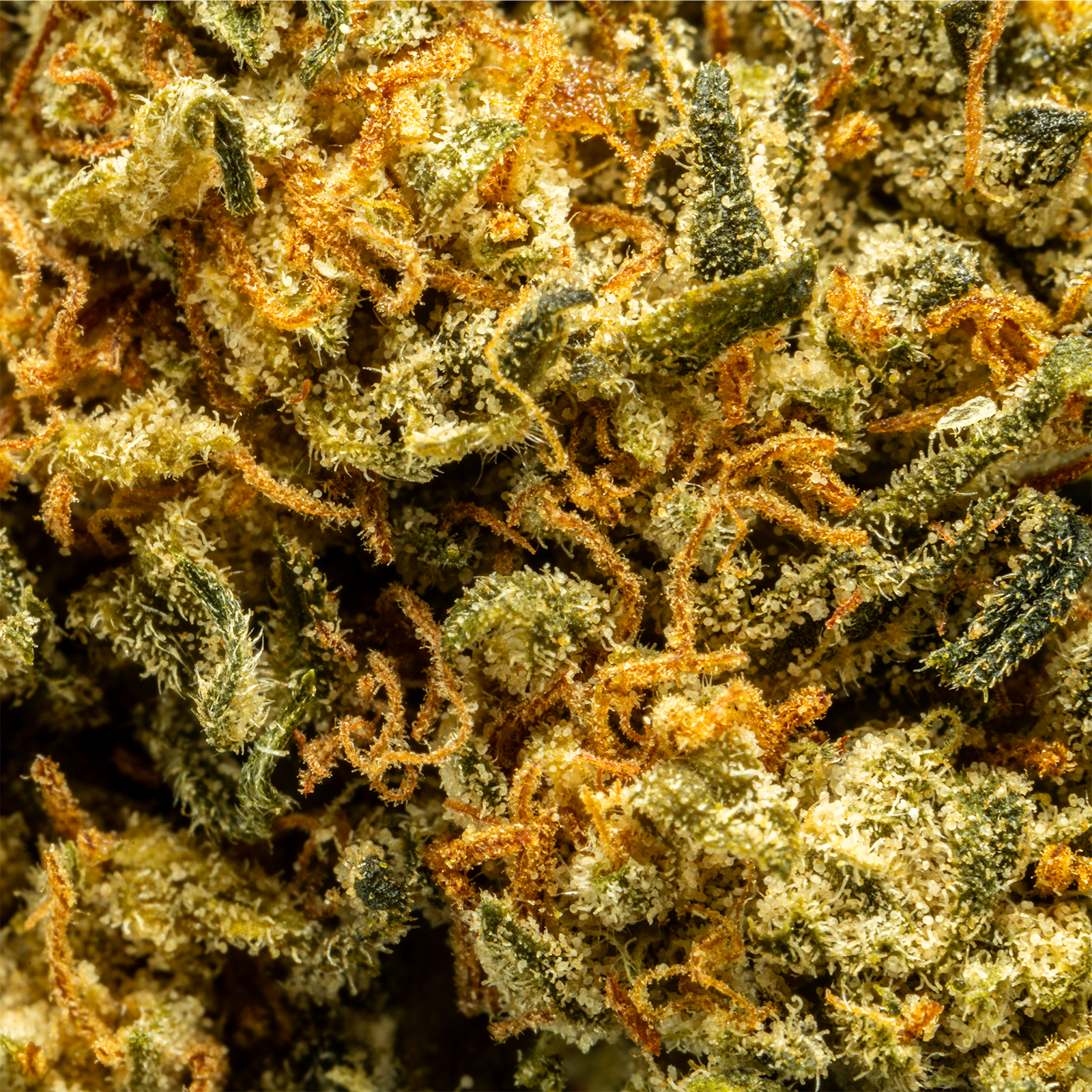 HHCA_Super_Flower_-_Blueberry_OG