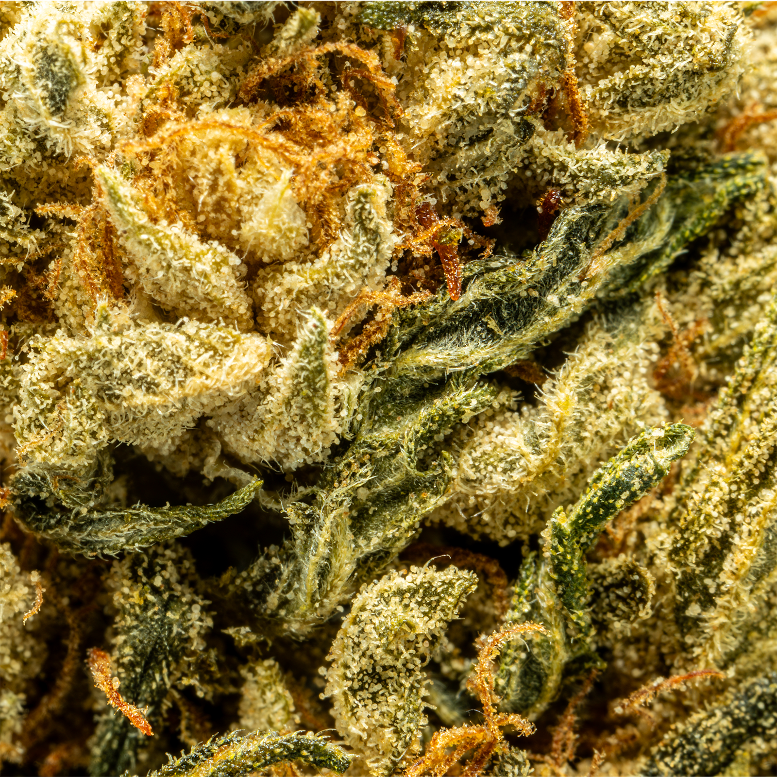 HHCA_Super_Flower_-_Lemonade