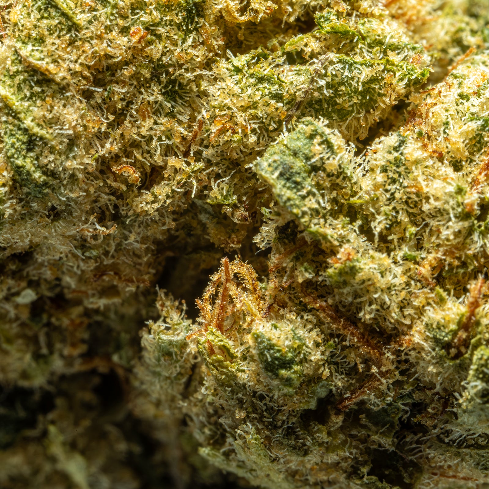 THCA_Flower_-_Apple_Fritter