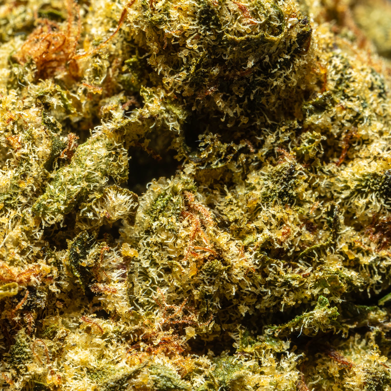 THCA_Flower_-_Black_Garlic_Gelato