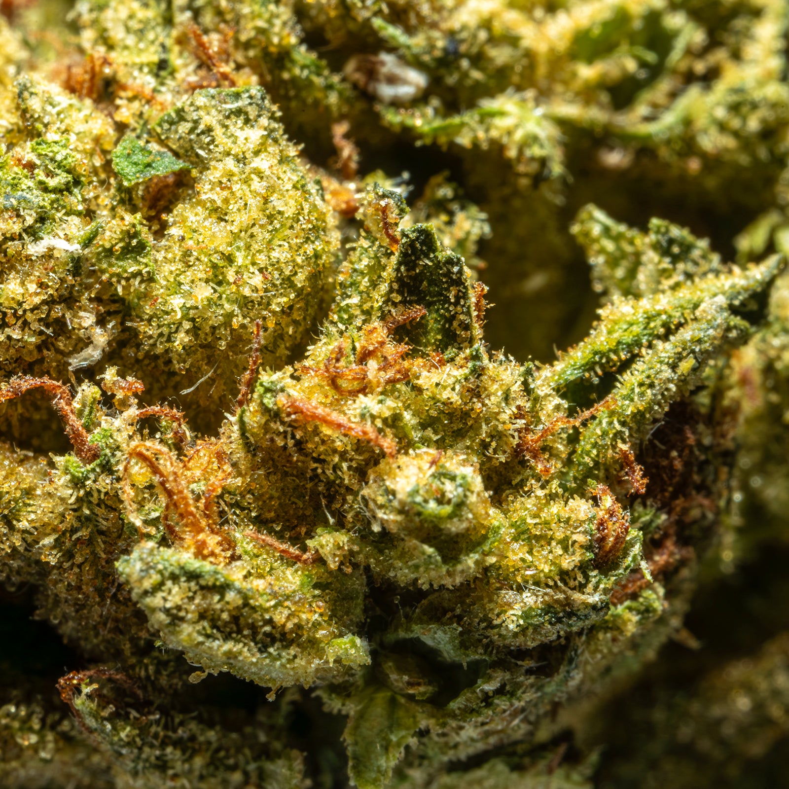 THCA_Flower_-_Hood_Candy