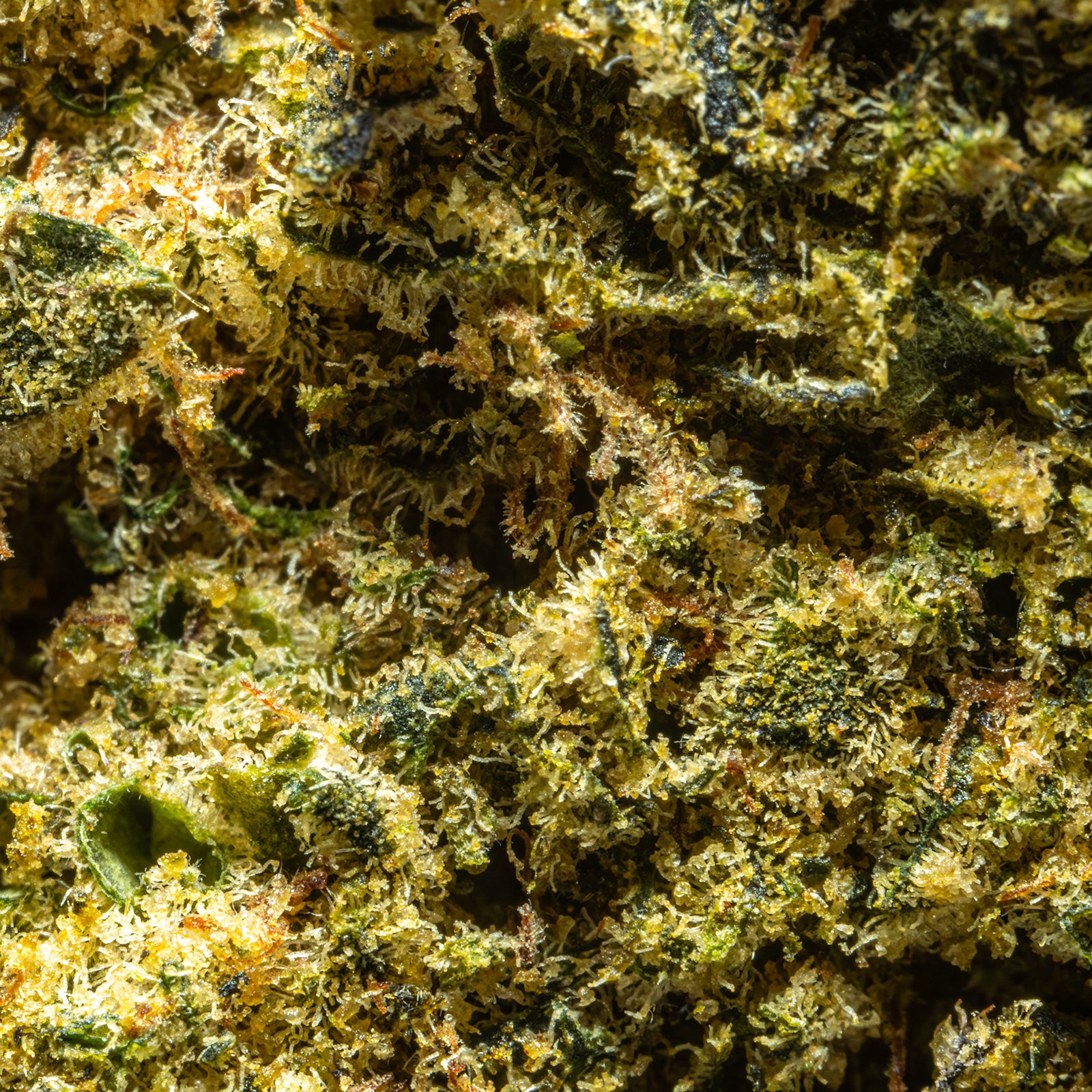 THCA_Flower_-_Kush_Mintz