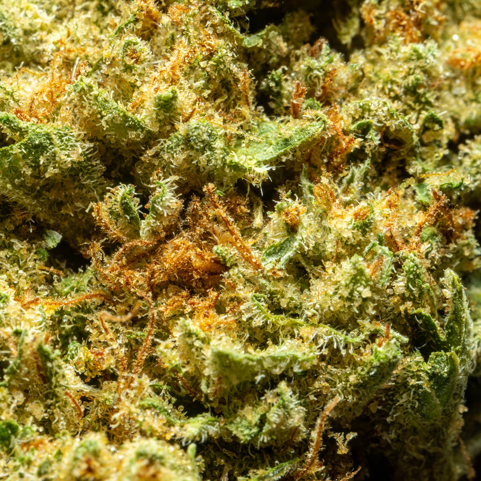 THCA_Flower_-_Orange_Creamsicle