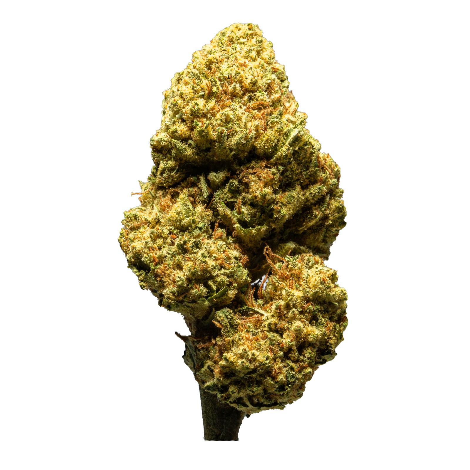 THCA_Flower_-_Orange_Creamsicle