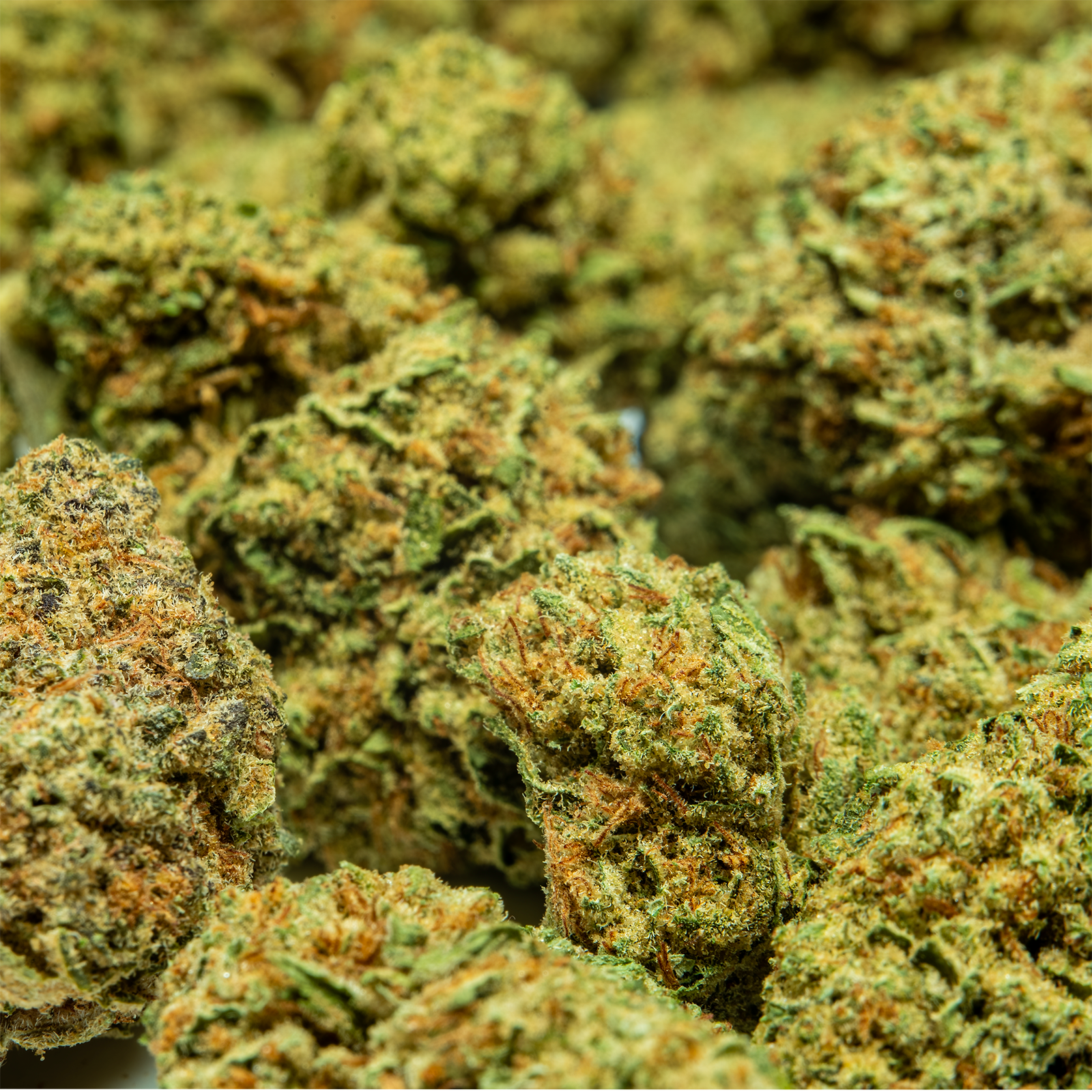 THCA_Flower_-_Orange_Creamsicle