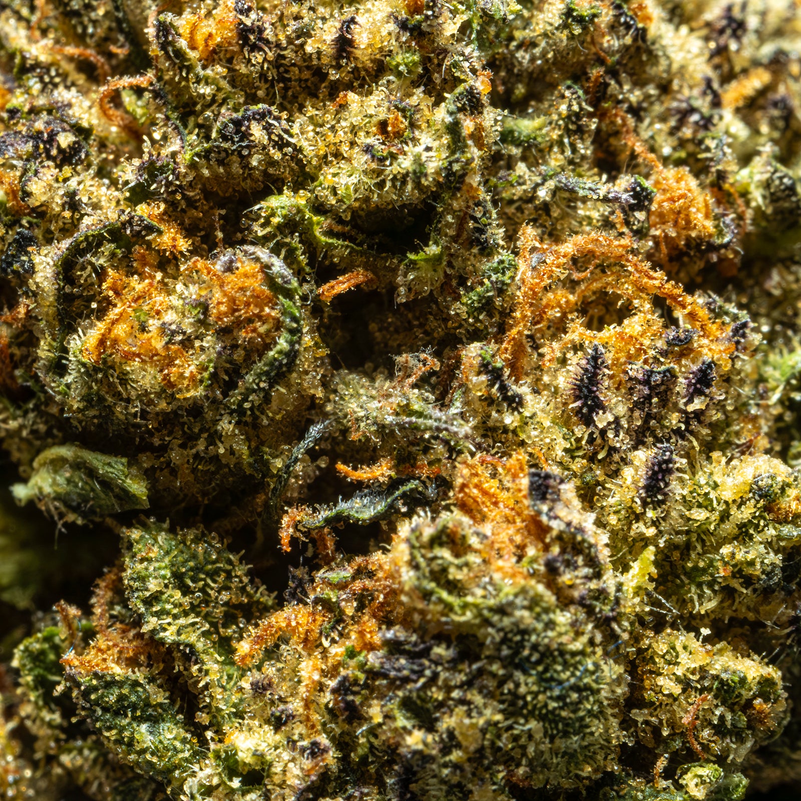 THCA_Flower_-_Oreoz