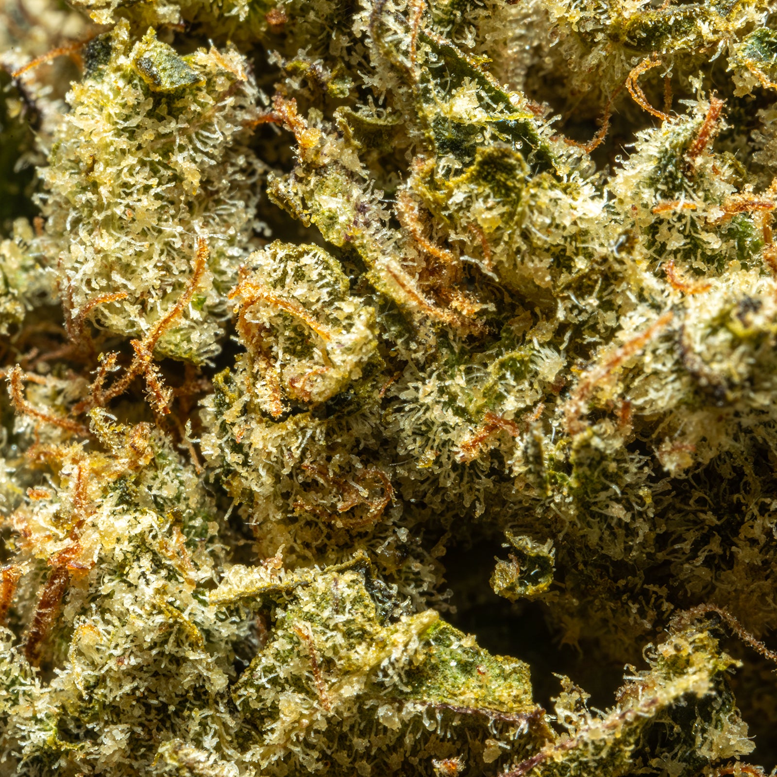 THCA_Flower_-_Runtz