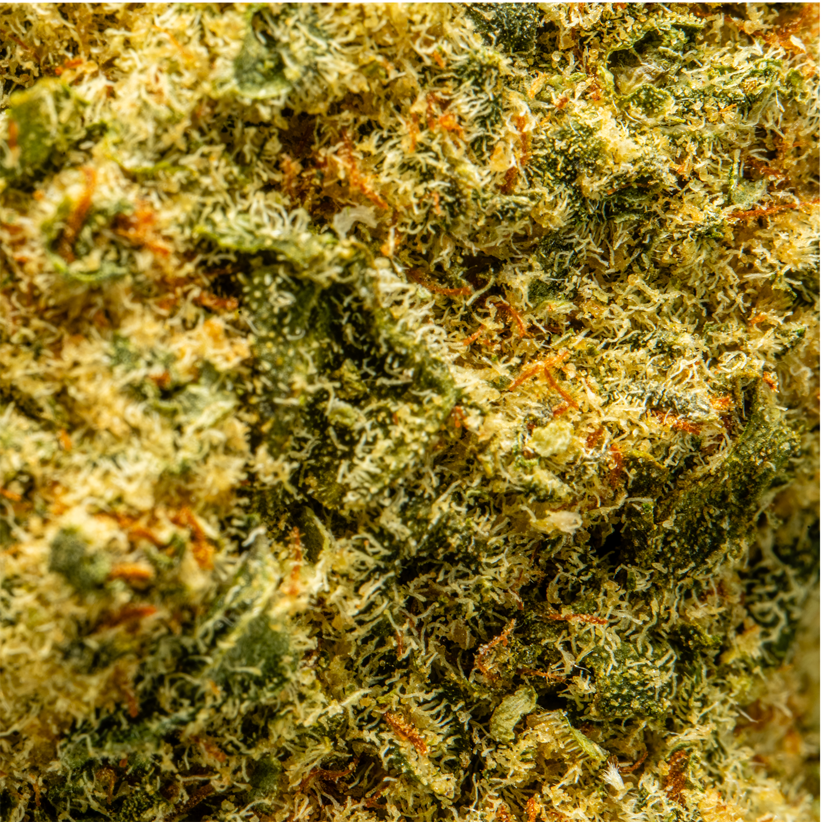 THCA_Flower_-_Blue_Slushie