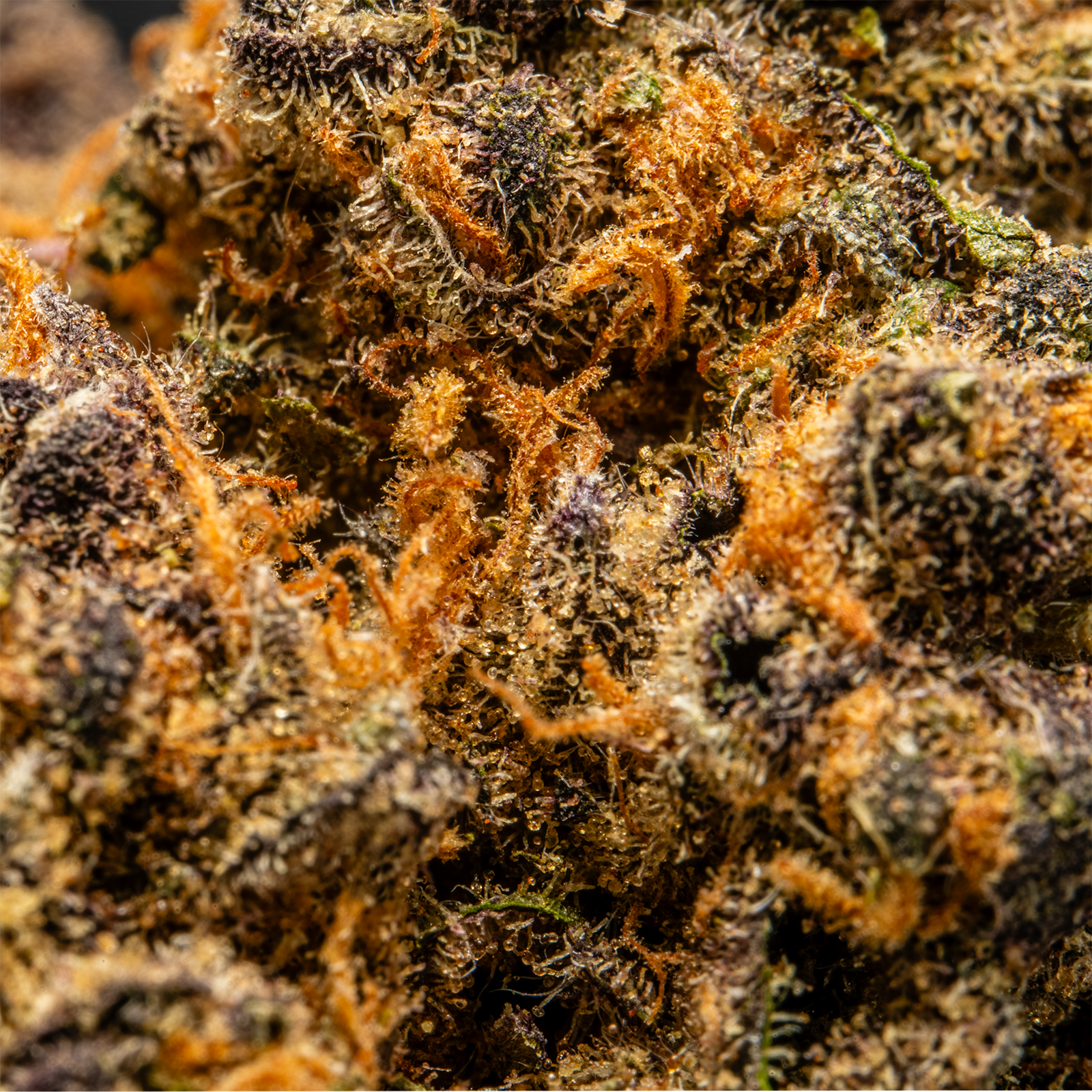 THCA_Flower_-_Purple_Cream