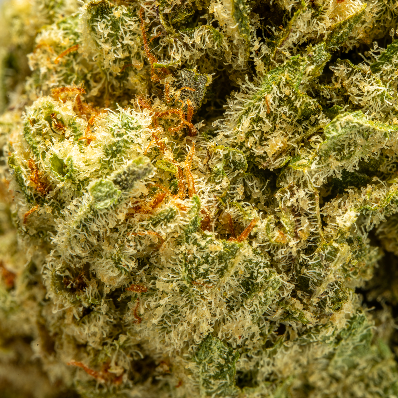 Top Jar Blueberry Skittle - Flower Bigs