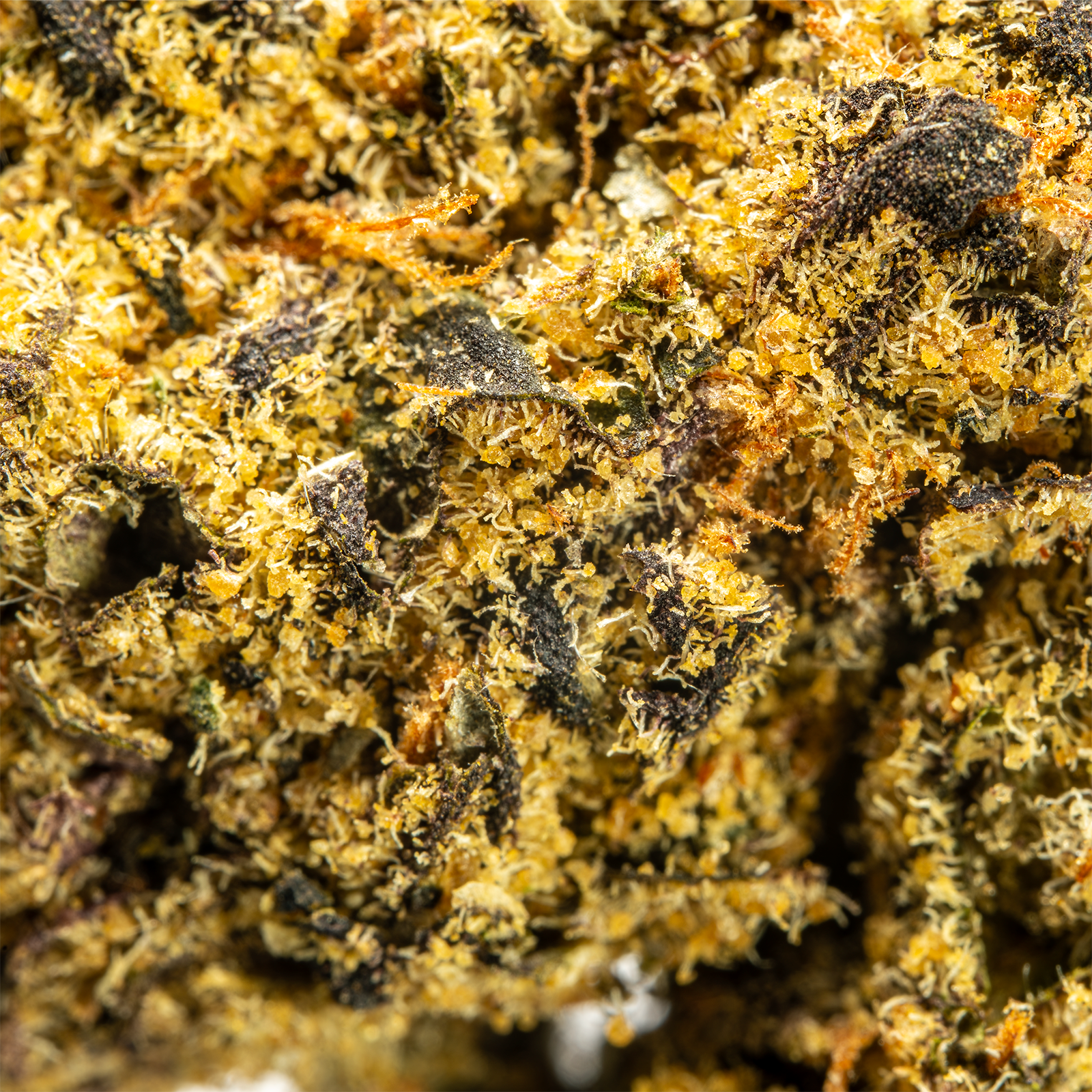 Top Jar Bubble Gum Gelato - Flower Bigs