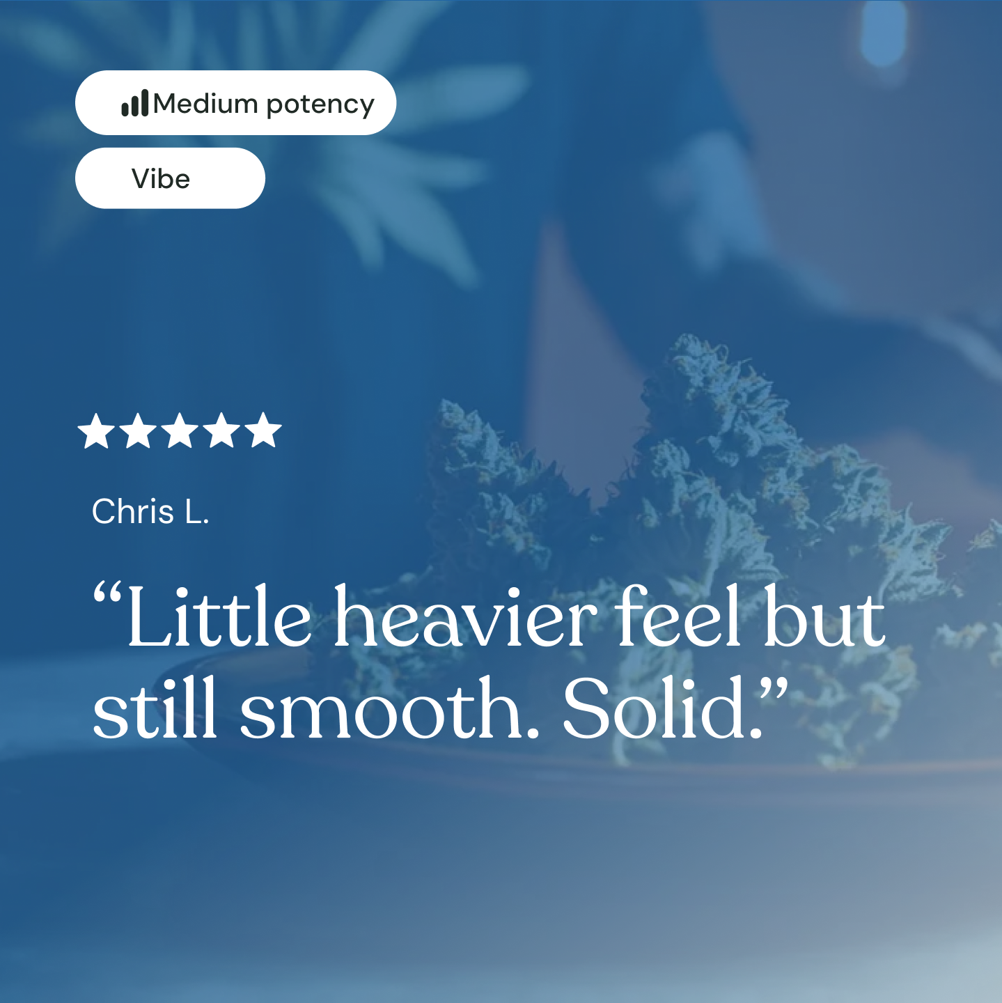 Palms Orange Creamsicle - Flower Mediums