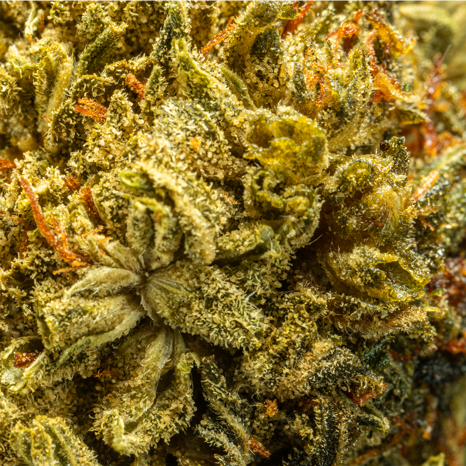 HHCA_Super_Flower_-_Forbidden_Fruit