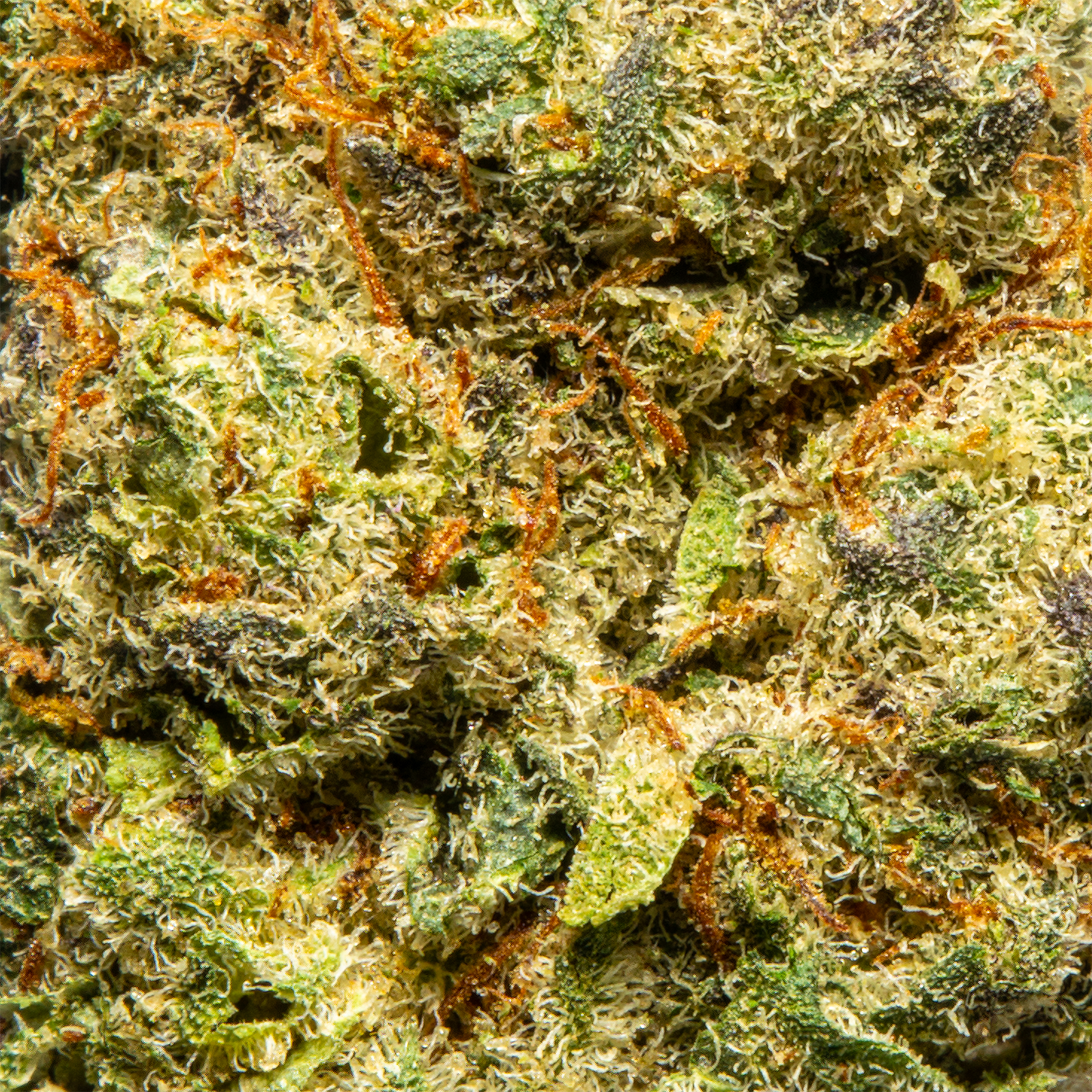 Top Jar Cheetah Piss - Flower Bigs