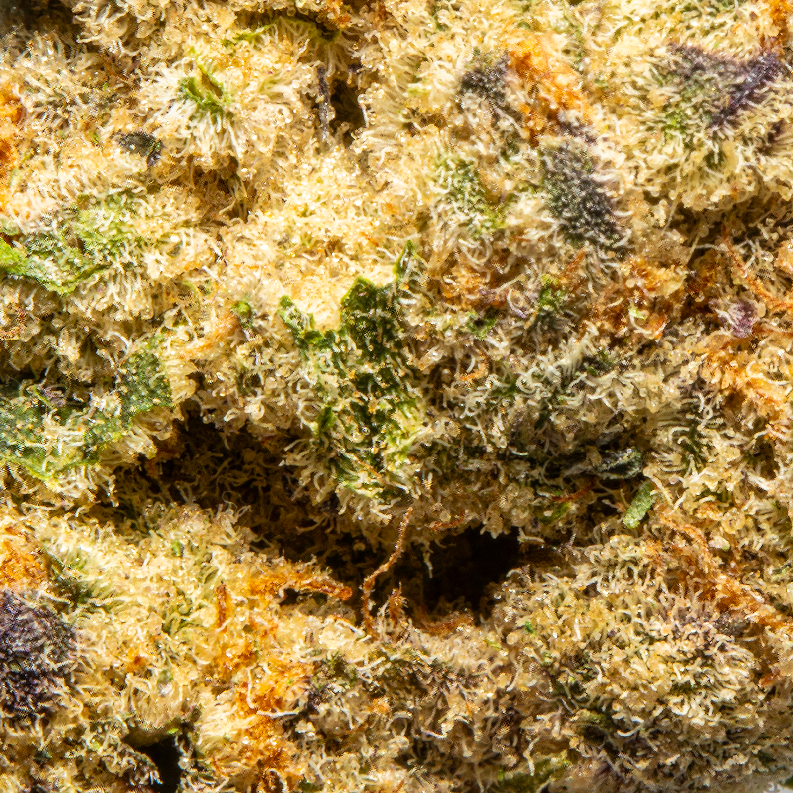 Top Jar Gas Monkey - Flower Bigs