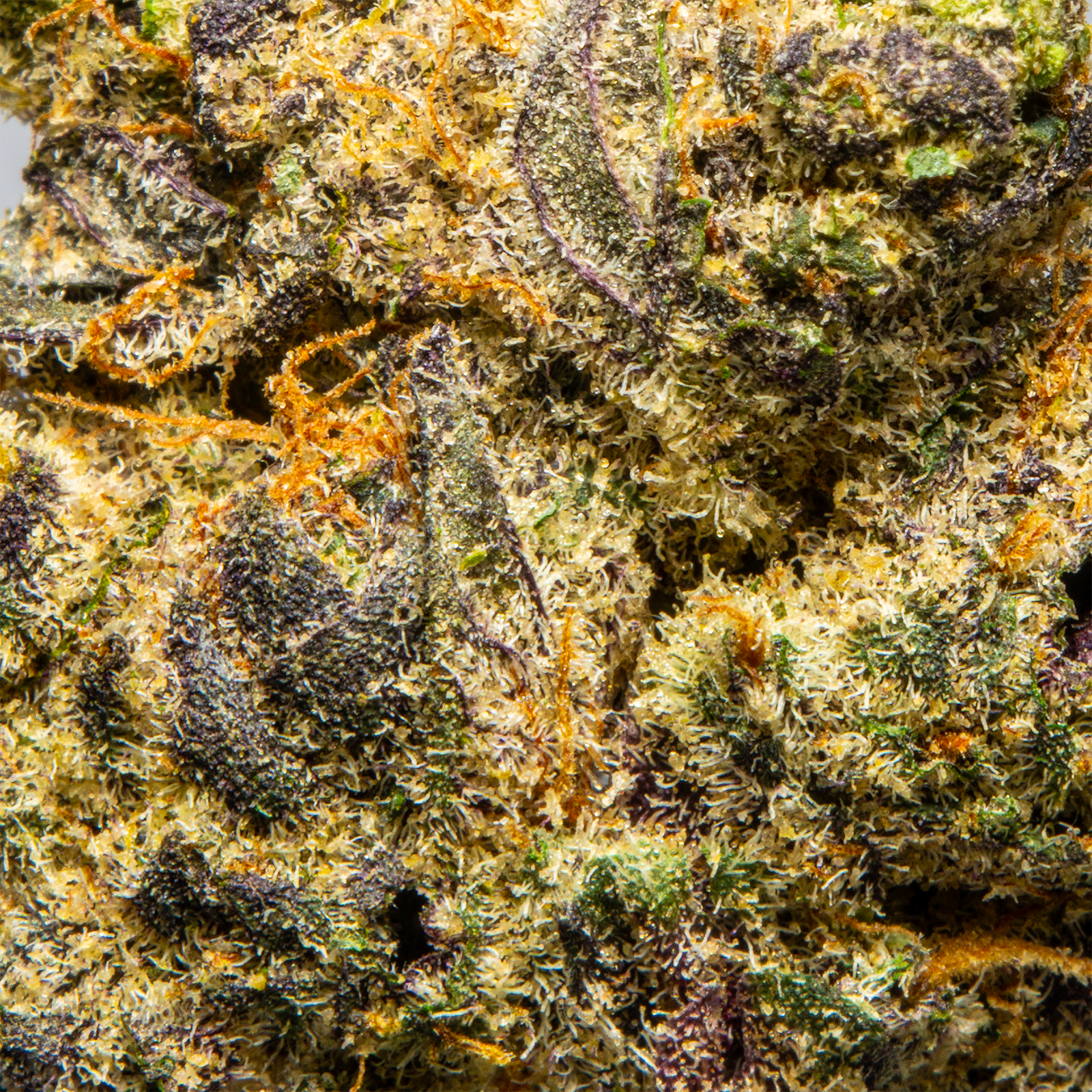 Top Jar Pink Starburst - Flower Bigs