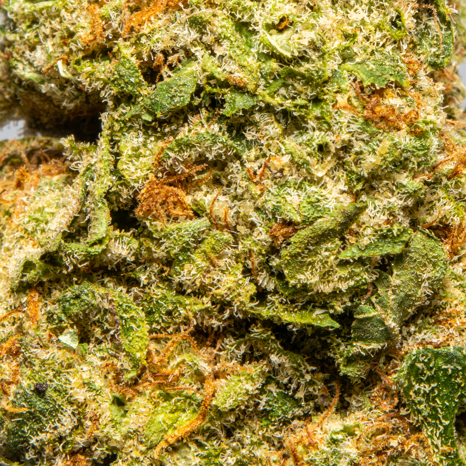 Top Jar Snow Leopord - Flower Bigs