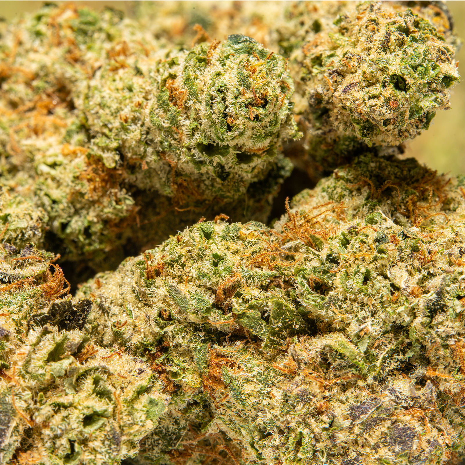 Top_Jar_-_THCA_Flower_-_2oz_-_Snow_Leopard