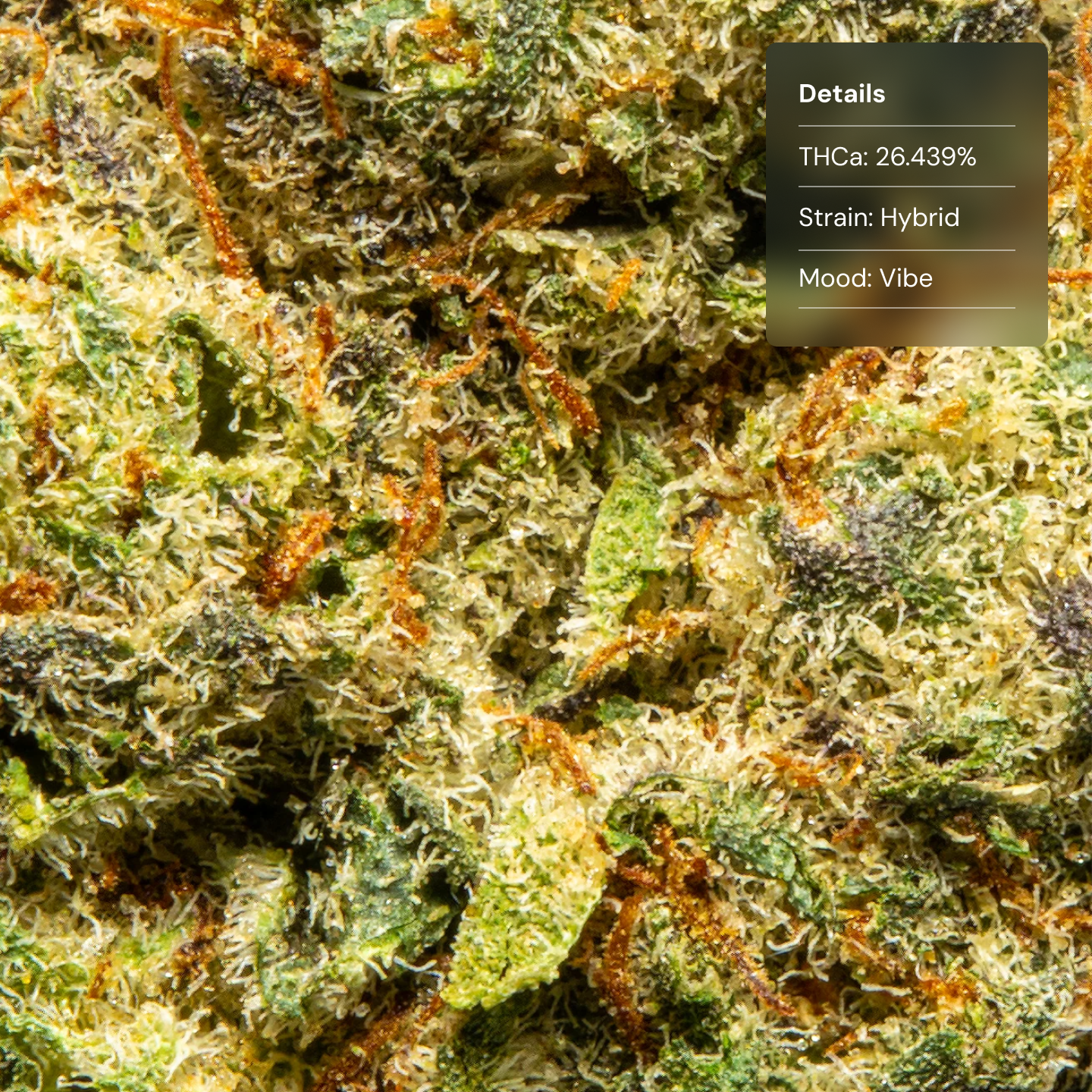 Top Jar Cheetah Piss - Flower Bigs