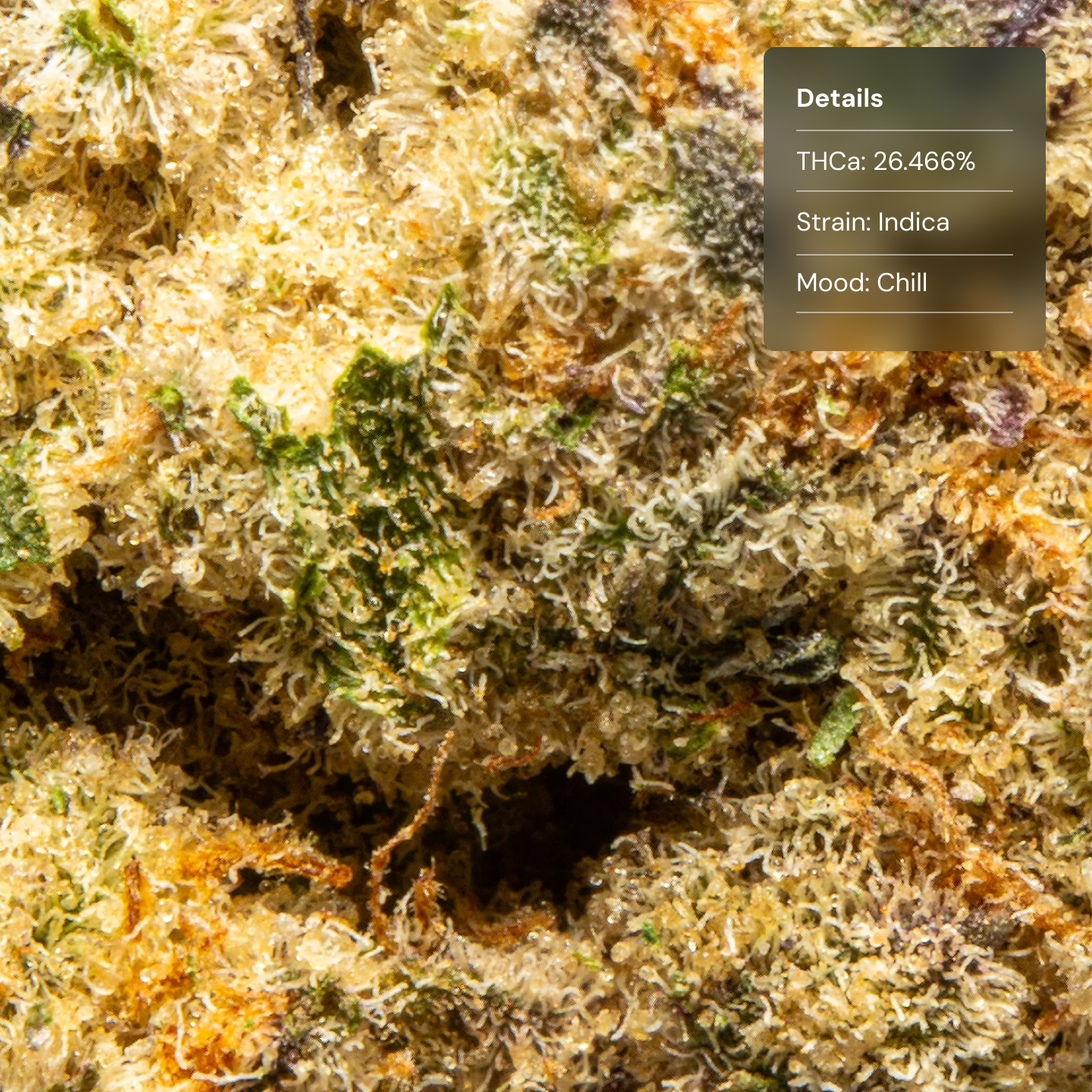 Top Jar Gas Monkey - Flower Bigs