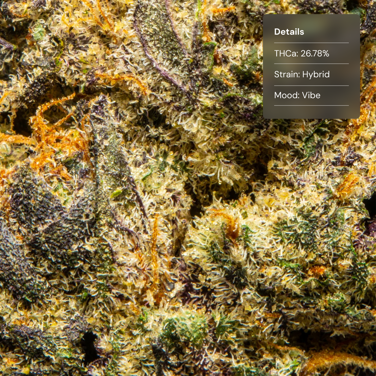 Top Jar Pink Starburst - Flower Bigs