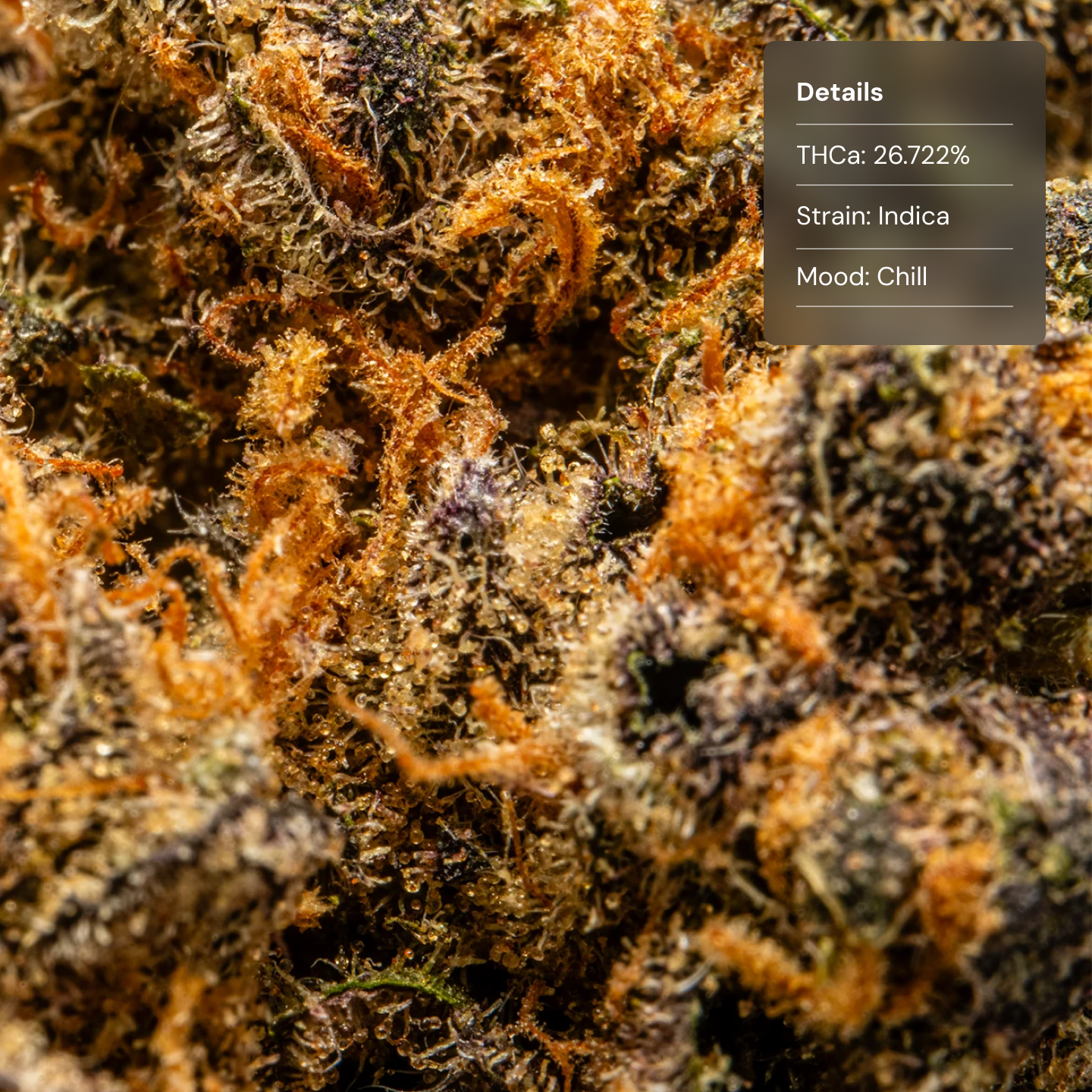 Top Jar Purple Cream - Flower Bigs