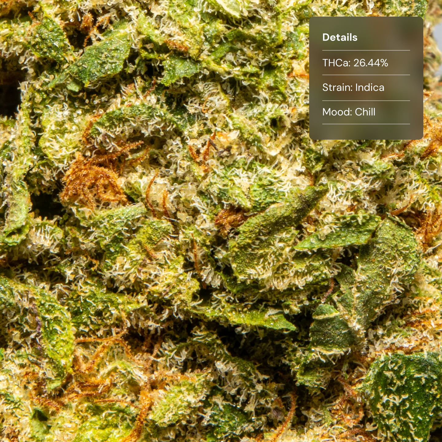 Top Jar Snow Leopord - Flower Bigs